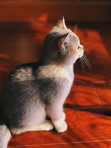 gray and white kitten looking at direction thumbnail