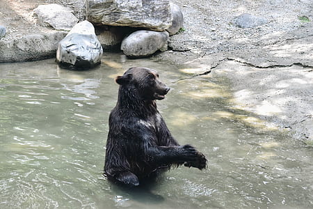 black bear taking a bath on body of water thumbnail