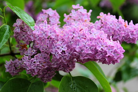 selective focus photography of pink petaled flowers thumbnail