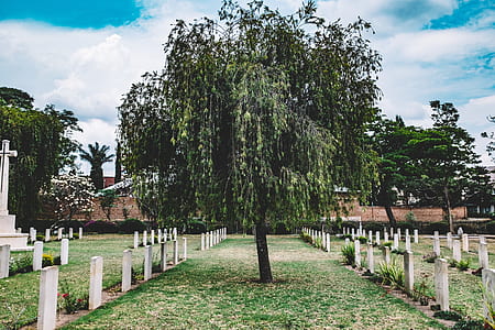 tree in middle of cemetery thumbnail