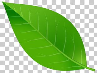 Leaf , Spring Leaf Transparent , green leaf PNG clipart