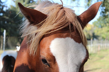brown horse thumbnail