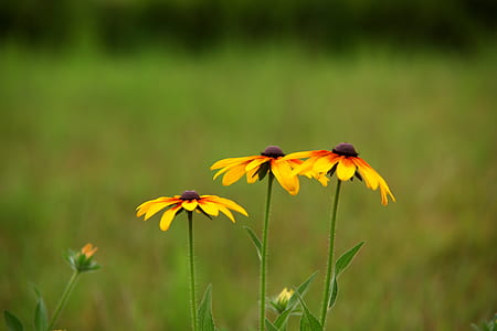yellow flowers thumbnail