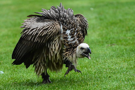 selective focus photo of griffon vulture standing on green grass field thumbnail