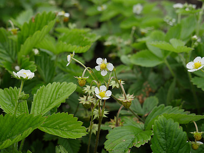 Wild Strawberry, Garden Berries thumbnail