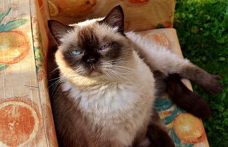 siamese cat on sofa thumbnail