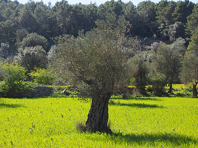 green leafed trees thumbnail