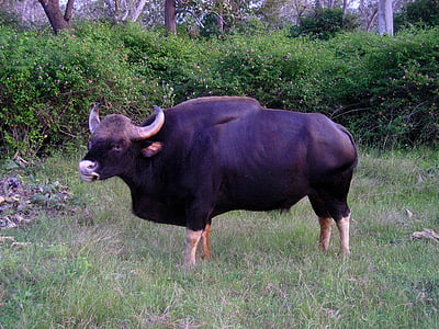 black water buffalo thumbnail