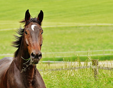 brown horse near green grass thumbnail