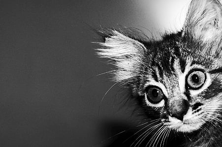 grayscale photo of tabby kitten thumbnail