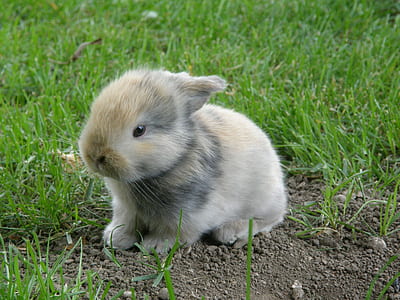 white and gray rabbit on green grass lawn thumbnail
