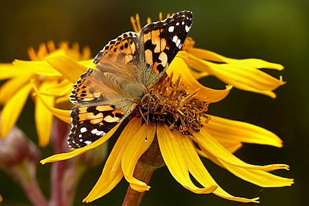 tortoiseshell butterfly perching on yellow flower in selective focus photography thumbnail