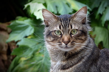 photo of brown tabby cat thumbnail