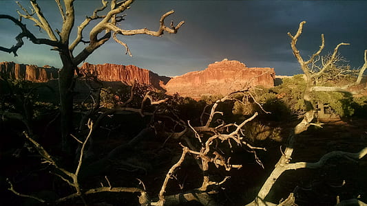 bare trees near rock mountain thumbnail