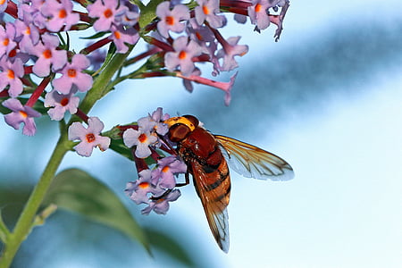 close-up photography of hoverfly hovering on pink petaled flowers during daytime thumbnail