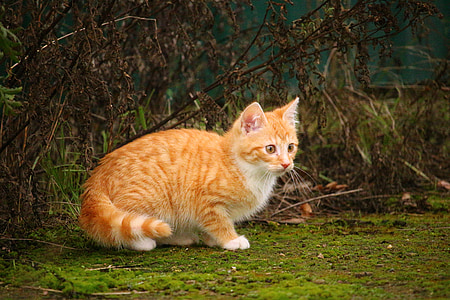 orange tabby kitten sitting on grass thumbnail