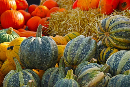squash vegetables thumbnail