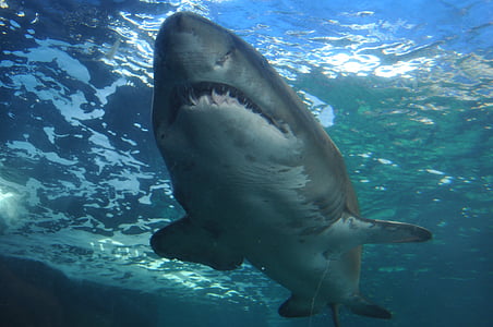 gray and white shark thumbnail