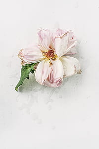 Pink Dried Flower thumbnail