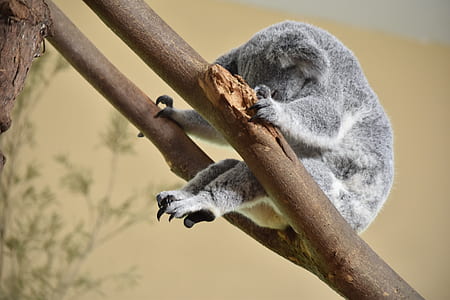 gray koala on tree branches thumbnail