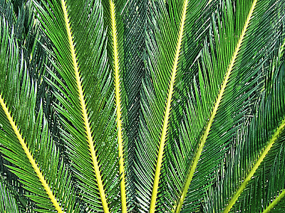 closeup photography of green leafed plant thumbnail