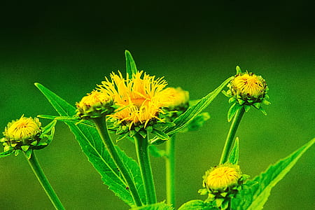 nature, flowers, yellow, petals thumbnail