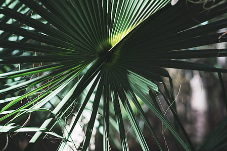 close up photo of fan palm thumbnail