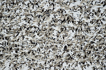 flock of gray birds flying thumbnail