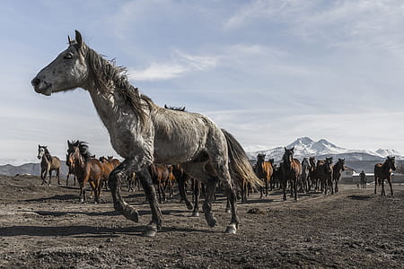 gray horse beside brown horses near mountain thumbnail