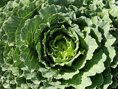 green vegetables thumbnail
