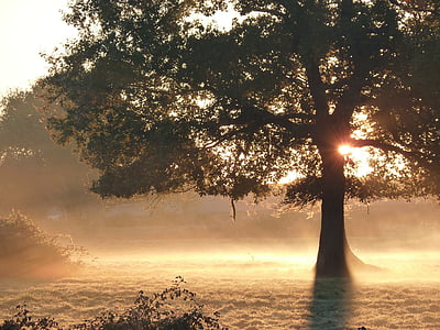 green leafed tree hit by sunlight thumbnail