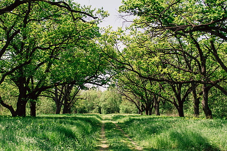 green grass near trees at daytiem thumbnail