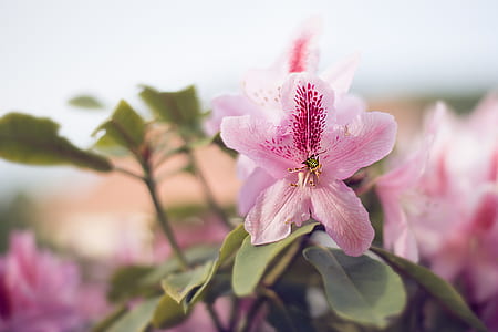 Close-up Photography of Pink Petaled Flowers thumbnail