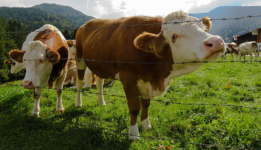 wildlife photography of white and brow cow near fence thumbnail