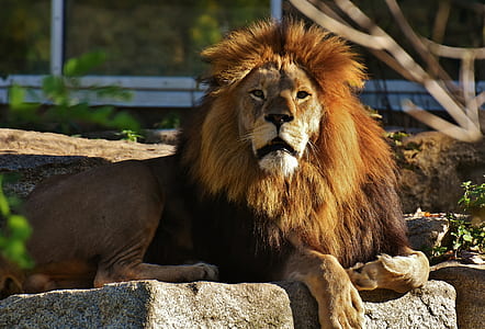 male brown lion sitting on rock thumbnail