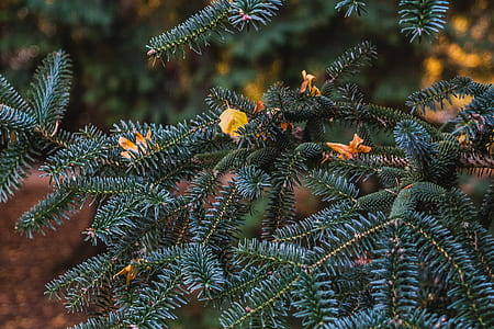 wood, holiday, blur, leaves thumbnail