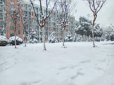 Bare Tree Covered With Snow thumbnail