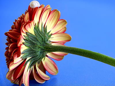 red petaled flower close-up photography thumbnail