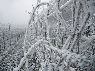frozen vines on fence thumbnail