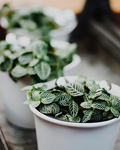 selective focus photography of potted green-leafed plants thumbnail