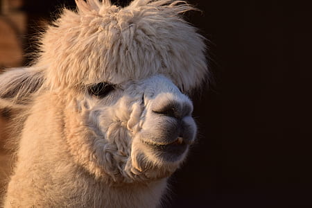 white lama bust thumbnail