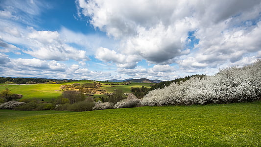 photography of green grass field with white leaf plants under blue and white sky thumbnail