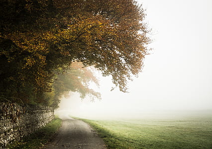 trees on road during daytime thumbnail