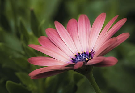 pink petaled flower thumbnail