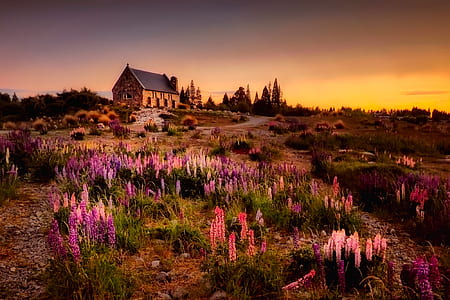 purple and pink lavender flower field thumbnail