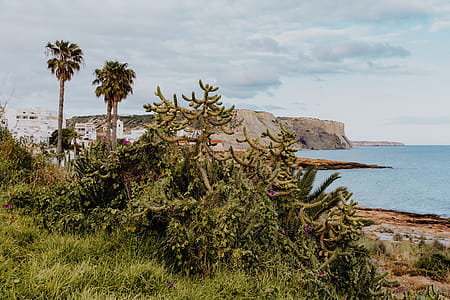 Plants of Portugal thumbnail