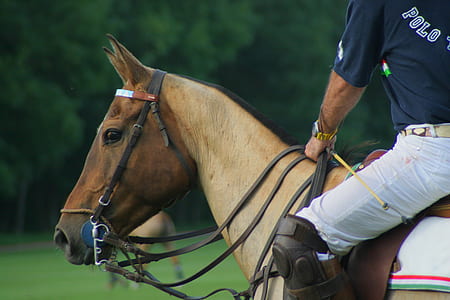 selective focus photography of jockey riding on brown horse at daytime thumbnail