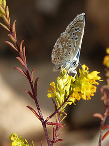 Blue Butterfly, Polyommatus Icarus thumbnail