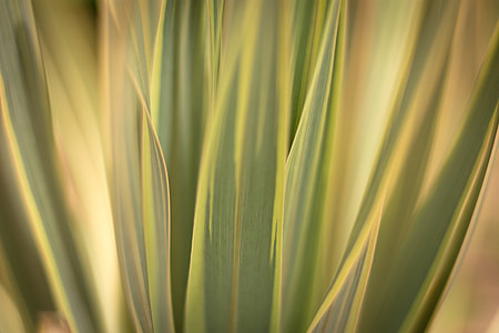 Grasses thumbnail