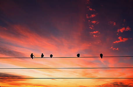 silhouette photo of five birds chirping on wire thumbnail